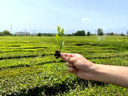 امسال، ۵۱ میلیارد تومان تسهیلات اصلاح باغ به چای‌کاران پرداخت شده است