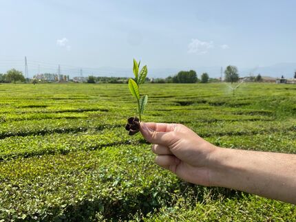 امسال، ۵۱ میلیارد تومان تسهیلات اصلاح باغ به چای‌کاران پرداخت شده است