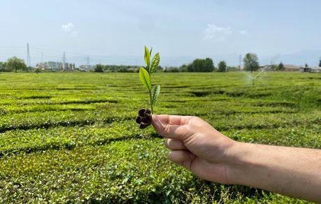 امسال، ۵۱ میلیارد تومان تسهیلات اصلاح باغ به چای‌کاران پرداخت شده است
