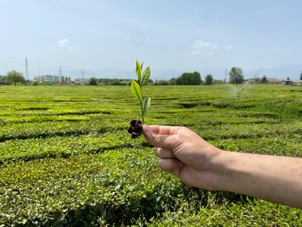 امسال، ۵۱ میلیارد تومان تسهیلات اصلاح باغ به چای‌کاران پرداخت شده است