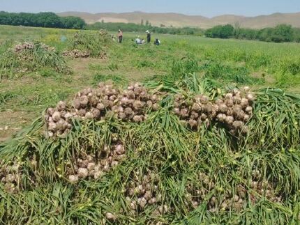 رشد ۱۰ درصدی تولید سیر در طارم