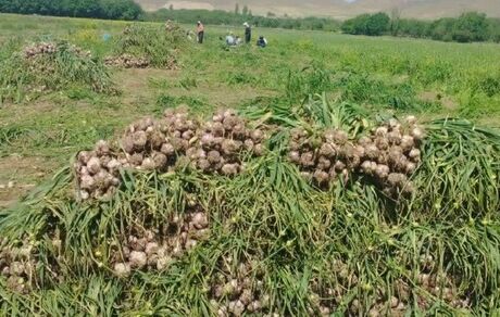 رشد ۱۰ درصدی تولید سیر در طارم