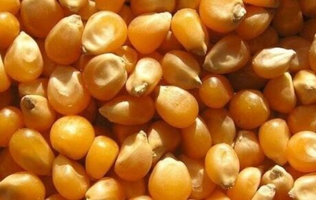 پایان جدال بر سر ذرت‌های آلوده