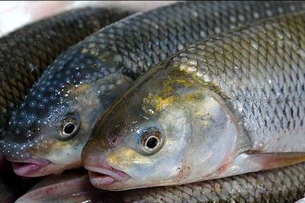 ممنوعیت صید ماهی‌های استخوانی در دریای خزر