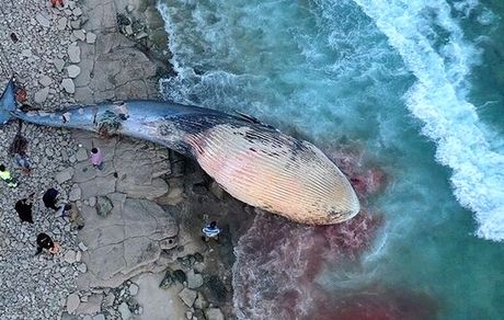 علت مرگ یک نهنگ در سواحل کیش چه بود؟