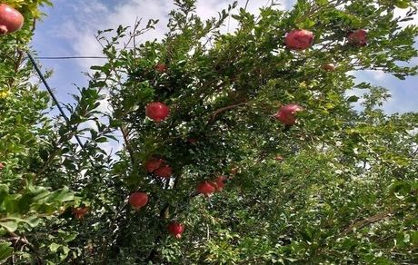 آخرین فرصت دریافت کد شناسه برای محصولات باغی و جالیزی اعلام شد