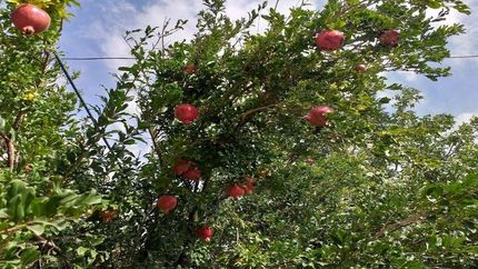 آخرین فرصت دریافت کد شناسه برای محصولات باغی و جالیزی اعلام شد