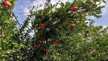 آخرین فرصت دریافت کد شناسه برای محصولات باغی و جالیزی اعلام شد