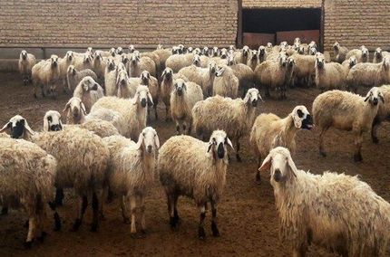 مصوبه خرید حمایتی دام روستایی مشکلات بسیاری دارد/ تبصره ها شفاف نیست