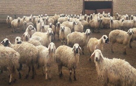 مصوبه خرید حمایتی دام روستایی مشکلات بسیاری دارد/ تبصره ها شفاف نیست