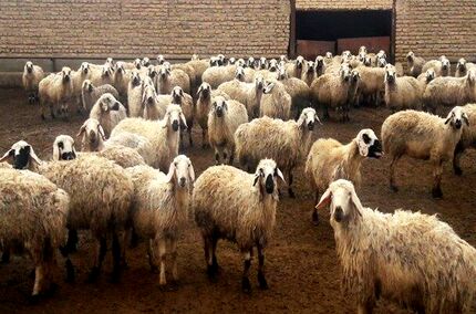 مصوبه خرید حمایتی دام روستایی مشکلات بسیاری دارد/ تبصره ها شفاف نیست