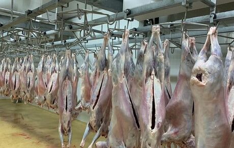ارسال اولین محموله گوشت کنیایی به ایران