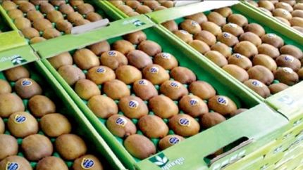 صادرات محصولات باغی استان مازندران به کشور‌های حاشیه خلیج فارس و کشورهای عضو اوراسیا