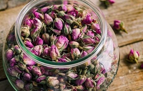 ۱.۵ تن گل محمدی از مزارع قزوین برداشت شد