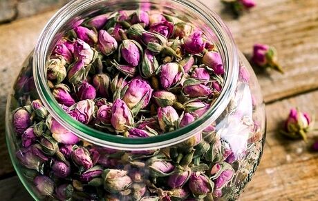 ۱.۵ تن گل محمدی از مزارع قزوین برداشت شد