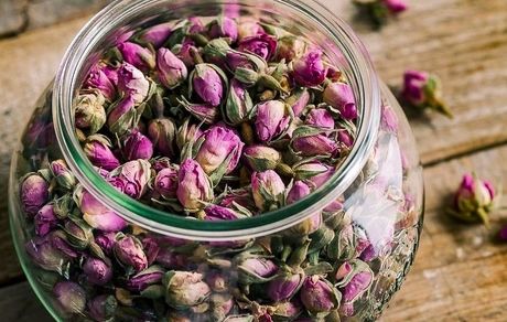 ۱.۵ تن گل محمدی از مزارع قزوین برداشت شد