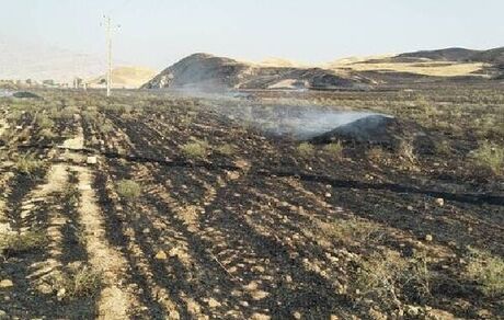 آتش، ۱٠ هکتار از بادامستانی‌های چرام را سوزاند