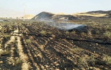 آتش، ۱٠ هکتار از بادامستانی‌های چرام را سوزاند