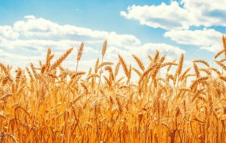 پیش‌بینی تولید ۱۳ میلیون تن گندم در سال جاری زراعی