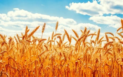 قیمت خرید تضمینی گندم مشخص شد