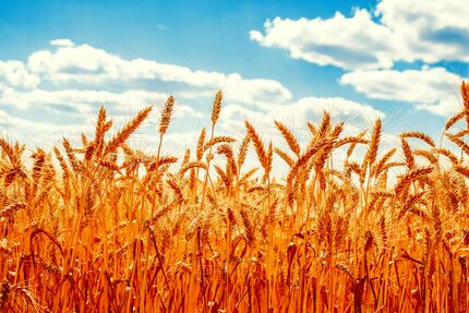 ارز ۲۸ هزار و ۵۰۰ تومانی برای گندم می‌ماند