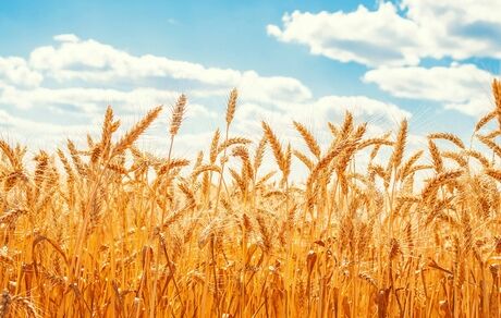 اعلام گزارش تحلیلی کیفیت گندم تولید داخل