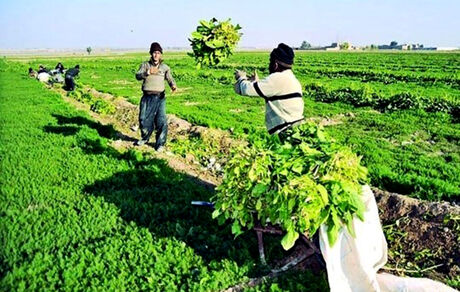 احیای بیش از ۳۰۰۰ تعاونی روستایی در کشور