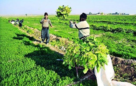 احیای بیش از ۳۰۰۰ تعاونی روستایی در کشور