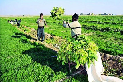 احیای بیش از ۳۰۰۰ تعاونی روستایی در کشور
