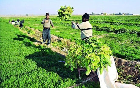 احیای بیش از ۳۰۰۰ تعاونی روستایی در کشور