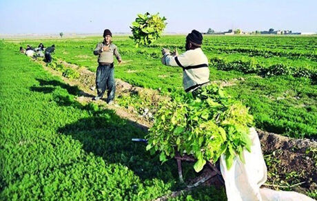 احیای بیش از ۳۰۰۰ تعاونی روستایی در کشور