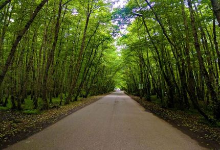 اجرای طرح جایگزین تنفس جنگل ها از اول فروردین ماه ۱۴۰۱