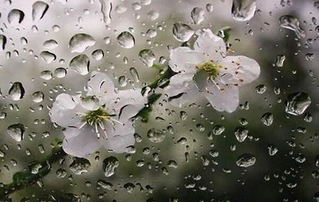 خسارت بارندگی به کشاورزی تربت حیدریه