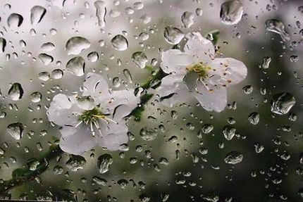 خسارت بارندگی به کشاورزی تربت حیدریه