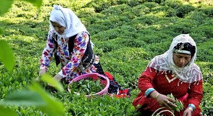 تولید بیش از ۲۶ هزار تن چای خشک در کشور/۷۰ درصد چای وارداتی است