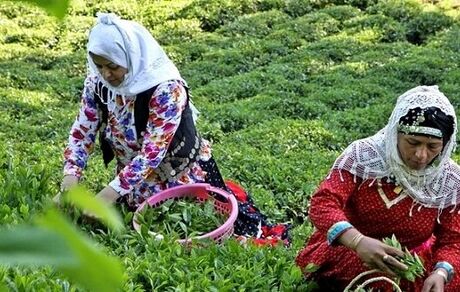 تولید بیش از ۲۶ هزار تن چای خشک در کشور/۷۰ درصد چای وارداتی است