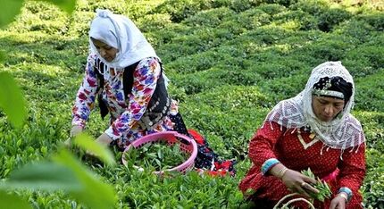 تولید بیش از ۲۶ هزار تن چای خشک در کشور/۷۰ درصد چای وارداتی است