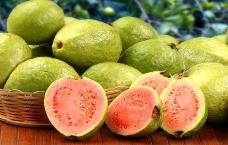 برداشت ۲ هزار و ۳۰۰ تن میوه گرمسیری گواوا در استان سیستان و بلوچستان