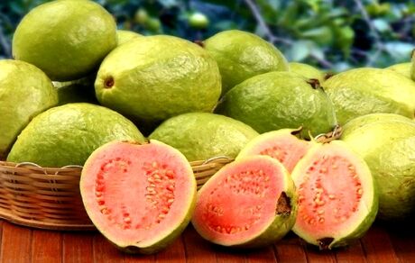 برداشت ۲ هزار و ۳۰۰ تن میوه گرمسیری گواوا در استان سیستان و بلوچستان