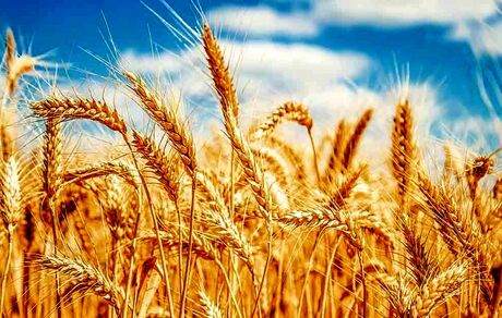 خرید تضمینی گندم از ۷.۵ میلیون تن گذشت
