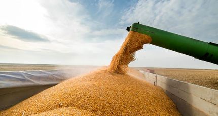 خرید تضمینی گندم در استان اصفهان از ۱۱۳ هزار تن گذشت