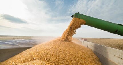 خرید تضمینی گندم در استان اصفهان از ۱۱۳ هزار تن گذشت
