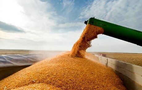 خرید تضمینی گندم در استان اصفهان از ۱۱۳ هزار تن گذشت