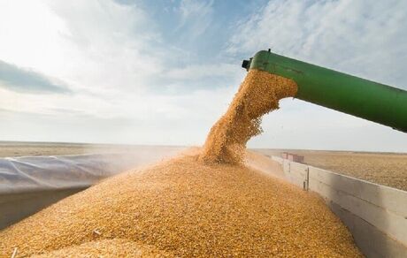 خرید تضمینی گندم در استان اصفهان از ۱۱۳ هزار تن گذشت