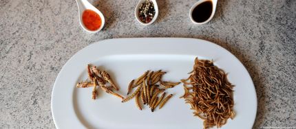 حشرات بطور رسمی یکی از غذاهای اروپاییها شد