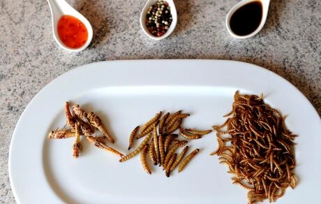 حشرات بطور رسمی یکی از غذاهای اروپایی‌ها شد