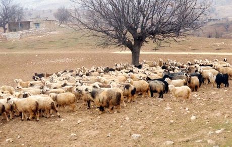 ۷.۶ میلیون راس دام سبک در بهار ۱۴۰۱ پروار شد