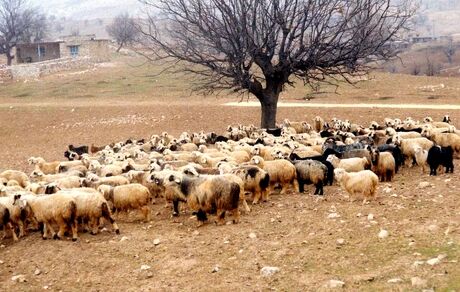 ۷.۶ میلیون راس دام سبک در بهار ۱۴۰۱ پروار شد