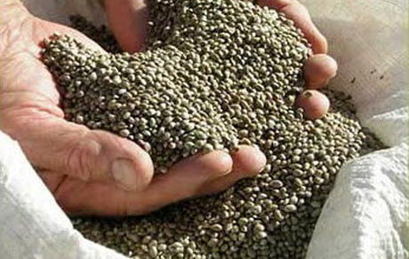 ارتقای ارزش غذایی روغن‌ شاهدانه با فرمولاسیون نانویی