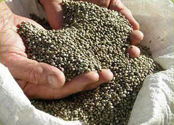 ارتقای ارزش غذایی روغن‌ شاهدانه با فرمولاسیون نانویی